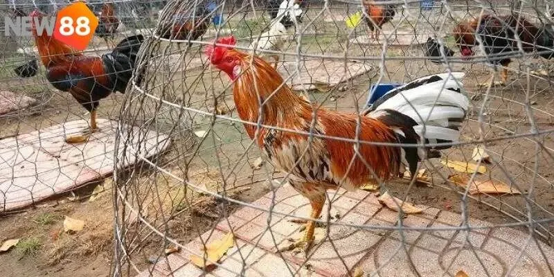 Những ưu điểm và nhược điểm Đá gà New88